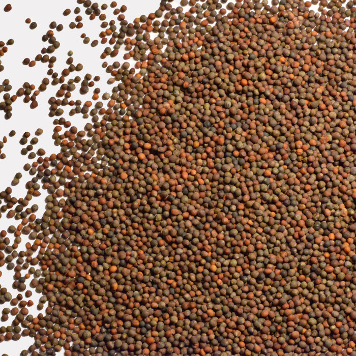 A large pile of small, round, brownish Broccoli Seeds by Whole Spice Inc. is scattered across a white background, with some seeds dispersed at the edges.
