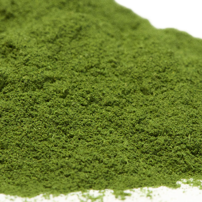 A close-up of a mound of Cilantro Powder by Whole Spice Inc., showing the fine, bright green spice spread across a white surface.