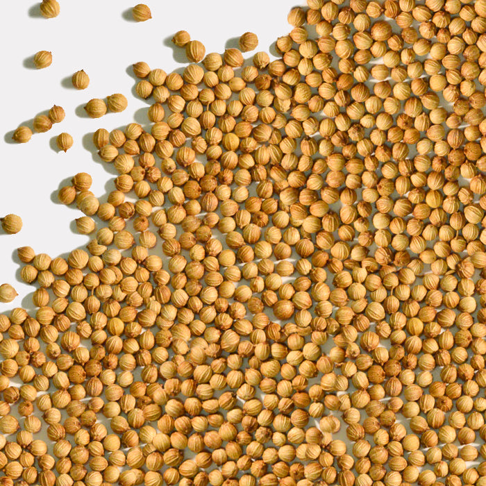 A generous pile of Coriander Seeds Organic by Whole Spice Inc. is scattered on a white surface, with some seeds spread around—ideal for Thai curries or use as pickling spices.