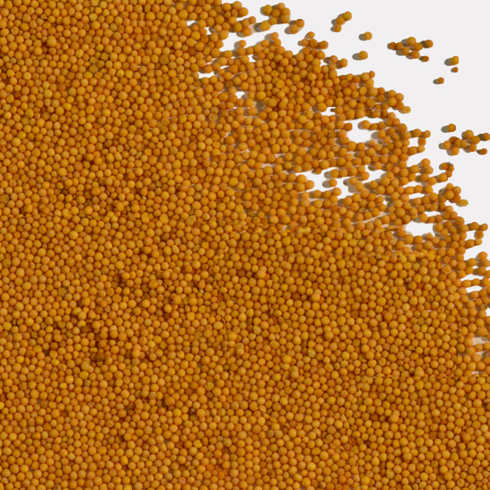 Organic Yellow Mustard Seed